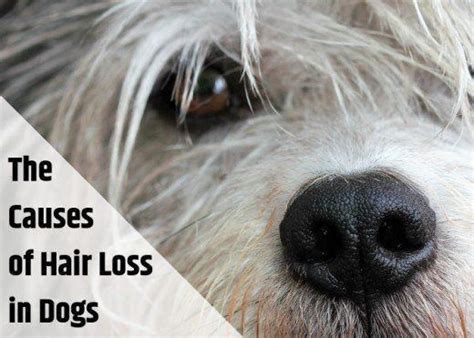 Learn The Potential Causes Of Hair Loss In Dogs When You Should See A