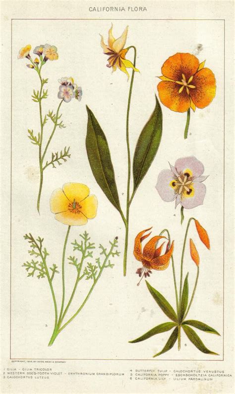 Decor Illustrations Giclee Print Art Botanicals Yellow Sweet Clover