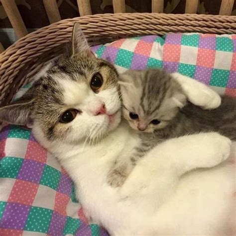 20 Photos De Mamans Chats Avec Leur Chaton Qui Sont Un Bonheur à