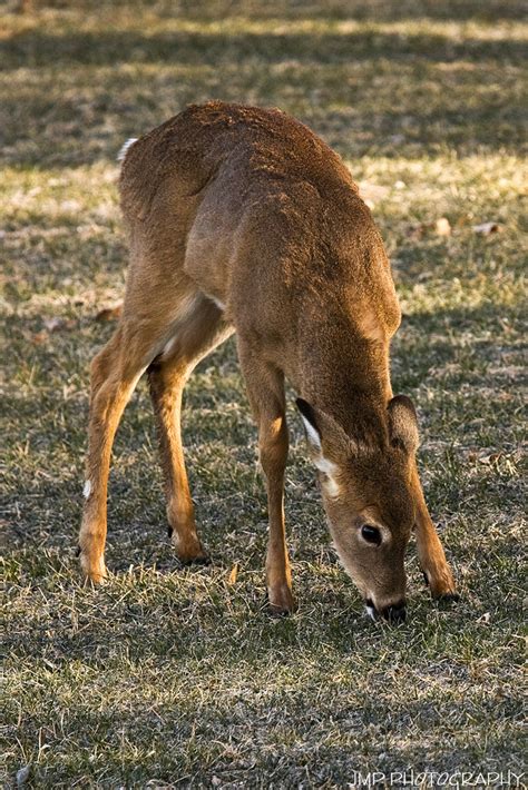 Ears Back Whitetail Deer Lake Erie Metro Park Gibraltar M Flickr