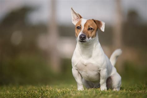 Download Depth Of Field Grass Dog Animal Jack Russell Terrier Hd Wallpaper