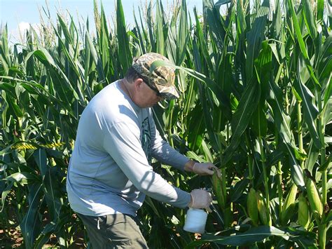 Mississippi Corn Crops Seeing Best Yield In Years