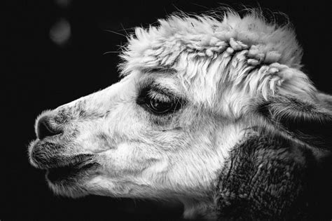 Free Images Nature Black And White Mane Wool Fauna Close Up