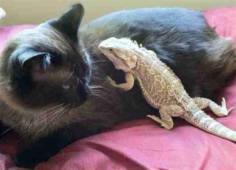 14 Cats Who Are Randomly Friends With Lizards Unusual Animal Friends