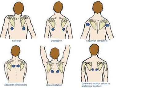 Healthy Shoulders The Importance Of Scapular Position In Your Upper