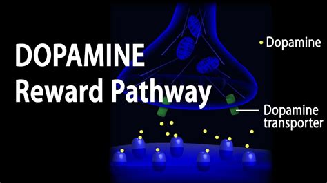 Neuroscience Basics Dopamine Reward Pathway Animation Youtube