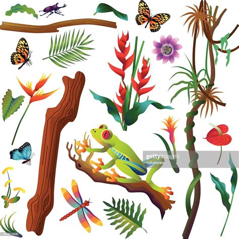 Various Tropical Amazon Rainforest Plants And Animals High Res Vector