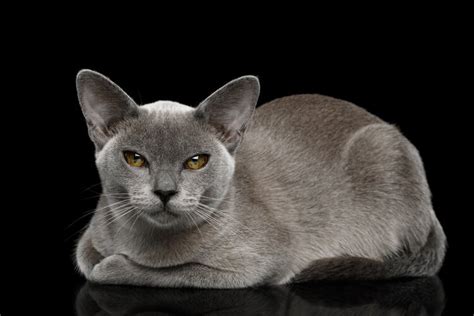Blue Burmese Cat Facts Origin And History With Pictures Hepper