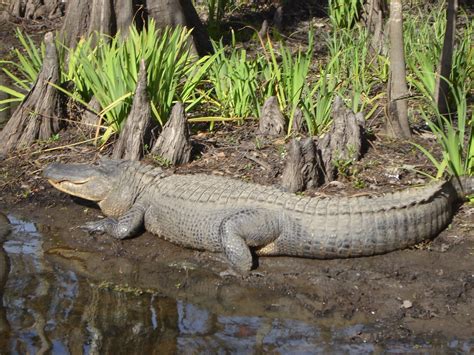 Louisiana Swamp Tours Crown Point See 232 Reviews Articles And