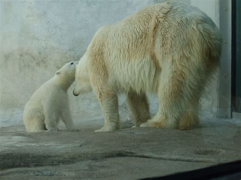 Baby And Momma Polar Bear At The Toledo Zoo Polar Bear Bear