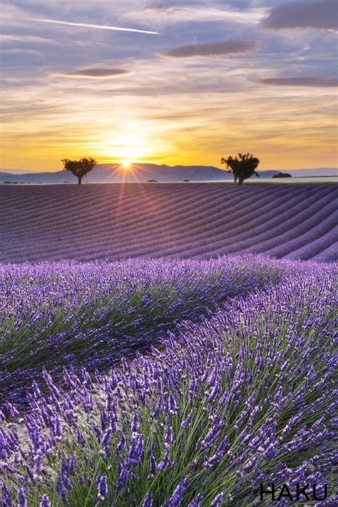 Tổng Hợp Với Hơn 65 Về Hình ảnh Cánh đồng Hoa Lavender Hay Nhất