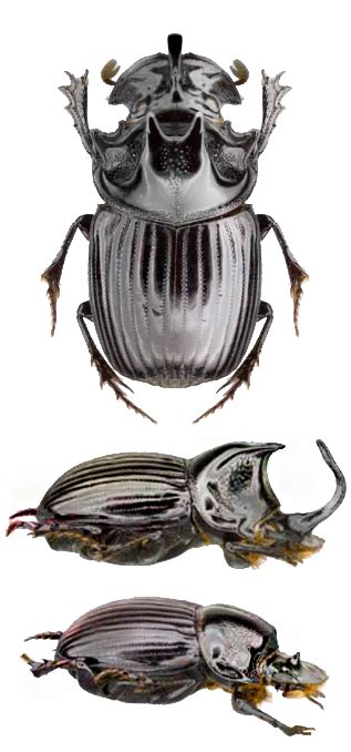 Learn vocabulary, terms and more with flashcards, games and other study tools. Copris nubilosus | Beautiful bugs, Insects, Bugs, insects