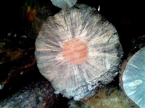 Jul 21, 2015 · the last multistate outbreak occurred from 1998 to 2002 in the southern appalachians, affecting more than 1 million acres of forest in five states and resulting in an estimated economic loss of $1 billion. The biology behind blue stain in beetle kill pine ...