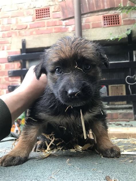 1 Beautiful Female German Shepherds Left Cheap In Old Trafford