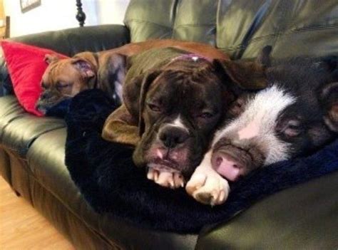 This Trio Who Hosts The Cutest Cuddle Sessions The World Has Ever Seen