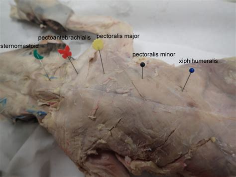 Have thick muscular walls containing elastic fibres to withstand high pressure of. Cat Virtual Dissection (Vessels) | Anatomy Corner