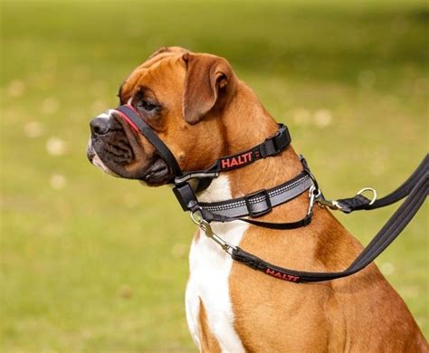 Halti Optifit No Pull Dog Training Head Collar 3 Sizes Ebay