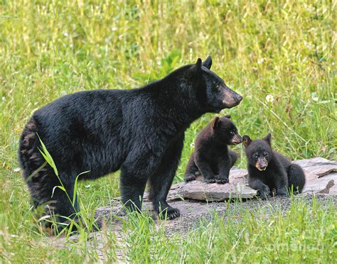 Black Bear Mom And Cubs On Rock Photograph By Timothy Flanigan