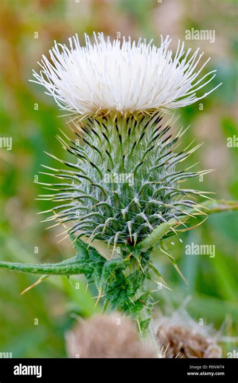 Spear Thistle Cirsium Vulgare An Uncommon White Variety Stock Photo