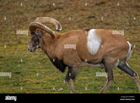 Mouflon Ovis Aries Gmelini Is A Subspecies Group Of The Wild Sheep