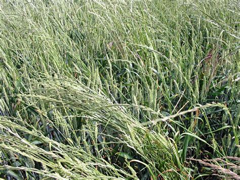 Contact pajon restaurant on messenger. Fájl:Elymus repens en trigo.jpg - Wikipédia