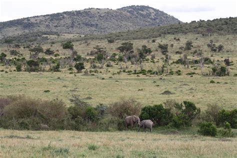Are there any Christmas discounts for Mount Kenya game drives