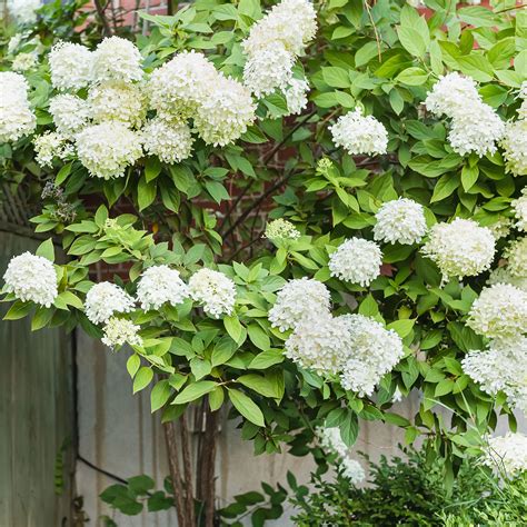National Census Tread Mathis White Flowering Shrubs Circuit Any Time