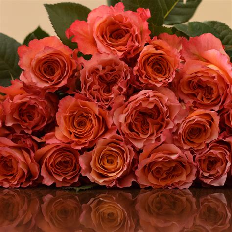 Find here details of companies selling rose seeds, for your purchase requirements. Free Spirit Garden Roses - Bulk Order - 40-50CM