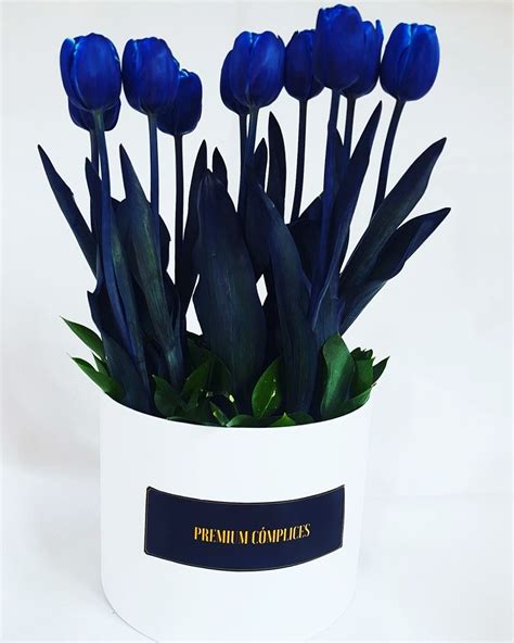 The kt logo is a registered trademark of koei tecmo holdings co., ltd. 10 Tulipanes Azules En Box Premium Cómplices - Florería ...