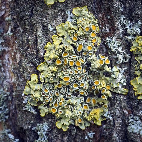 Maybe you would like to learn more about one of these? Common orange lichen | Common orange lichen (Xanthoria parie… | Flickr
