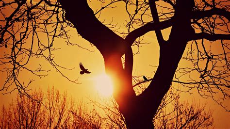 Bird Silhouette Sunset Flight Branches Tree Picture Photo