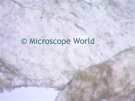 Microscope World Blog Skin Under The Microscope
