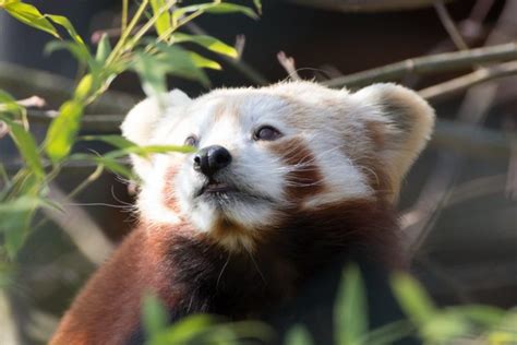 Vortrag über Rote Pandas Im Zoo Krefeld Red Pandazine Das Magazin
