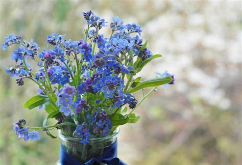 Benih bibit bunga hias forget me not haira seed. Facts About Forget-Me-Not Flowers You Should Know - MORFLORA