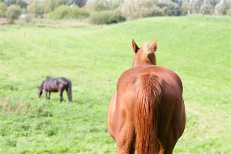 Rear View Of A Brown Horse In A Meadow Stock Photo Image Of Country