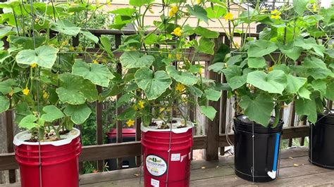 Growing Cucumbers And Tomatoes In 5 Gallon Buckets YouTube