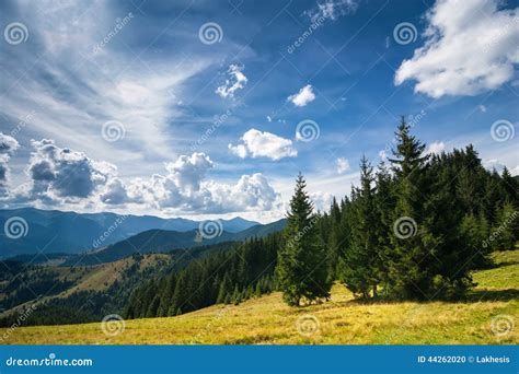 Amazing Sunny Landscape With Pine Tree Highland Forest Stock Photo