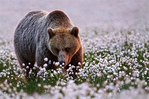 Wallpaper 1200x800 Px Animals Bears Depth Of Field Flowers