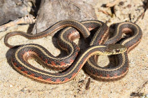 Saying this, most gardens do not have enough garter snakes in them to make a huge dent in most garden's insect populations, so they are not usually considered the primary biological control for insect. Common Gartersnake (Thamnophis sirtalis) - Amphibians and ...