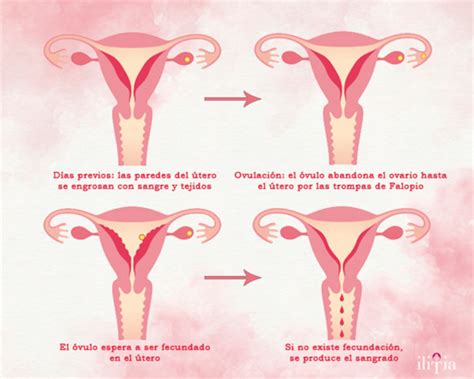 Todo Sobre La Menstruación Parte 1 Ilitia Ginecología