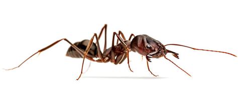 Paul Rudds Scientific Sounding Guide To Ants The New York Times