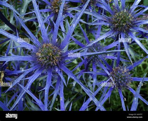 Spiky Blue Sea Holly Flowers Also Called Eryngium Maritimum Or Seaside