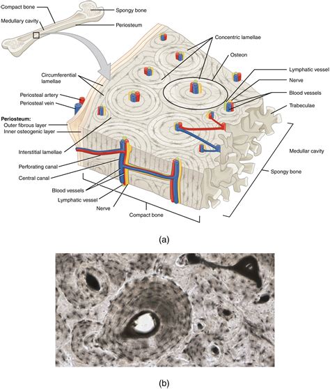 Bone Cross Section Diagram Flashcards E A P Anatomy And Physiology