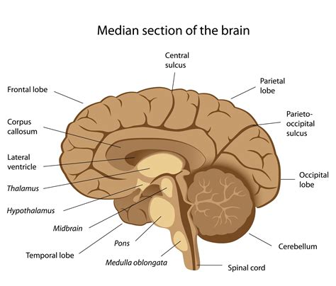 Sagittal Section Of Human Brain Labeled Sagittal View Of The Human