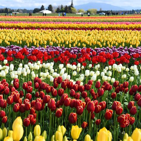 7 Pics Best Tulip Gardens In Usa And Description Alqu Blog