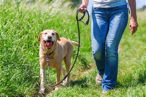 How To Train A Dog To Walk On A Leash Beside You Ultimate Pet Nutrition