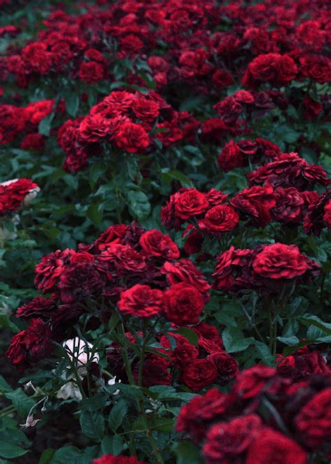 Big bouquet of red roses tumblr | dromihe.top download rose flower wallpaper tumblr hd 7262 2560x1600 px high. red roses gif | Tumblr