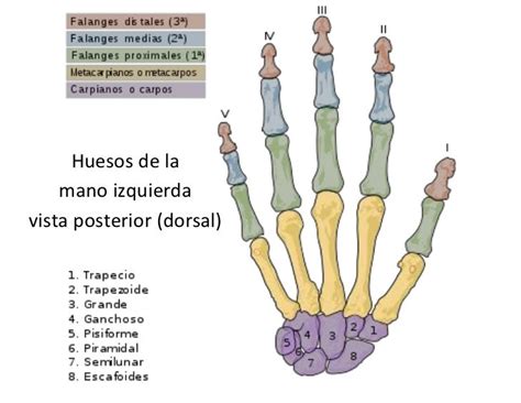 Huesos De La Mano