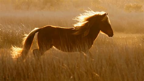 Wildlife Photography Capturing Wild Horses Outdoor Photography Guide
