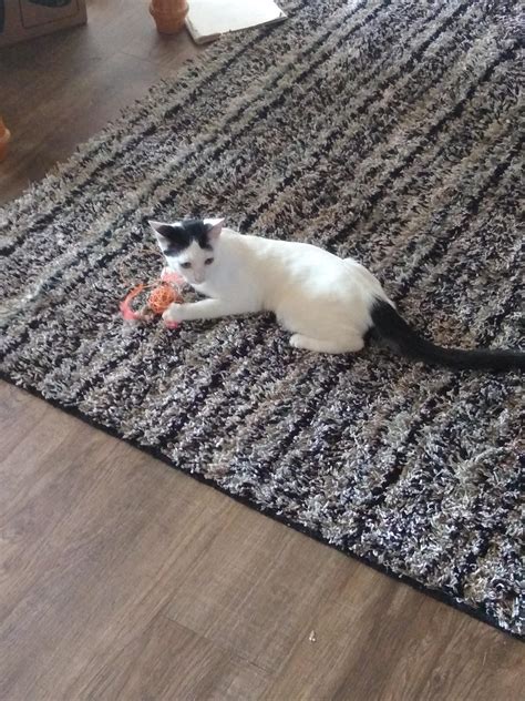 Two new family members! : r/Eyebleach